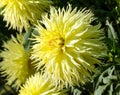 One large aster flower close-up, a plant of yellow color with a lot of thin petals Royalty Free Stock Photo