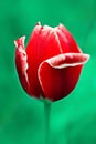 One large, beautiful red tulip with white veins grows in a field in the spring close-up. Macro-flowers. Royalty Free Stock Photo