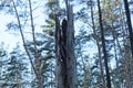 One large broken gray dry tree among the pines Royalty Free Stock Photo