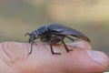 one large brown black beetle sits on the finger on the hand Royalty Free Stock Photo