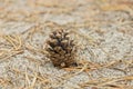 One large brown dry pine cone Royalty Free Stock Photo