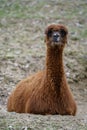 One large brown llama resting. Vicugna vicugna Royalty Free Stock Photo