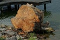 One large brown log of a poplar tree lies in the water of a lake Royalty Free Stock Photo