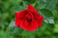 One large bud of a blooming red rose flower in drops Royalty Free Stock Photo