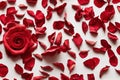 One large bud with red rose petals on white table. Royalty Free Stock Photo