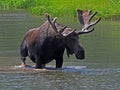 One Large Bull Moose Royalty Free Stock Photo