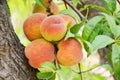 One Large Bunch of Ripe Juicy Peaches Ready for Harvest