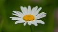 One large chamomile flower on a blurred green background Royalty Free Stock Photo