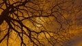 Tree with no leaves orange sky