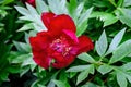 One large delicate dark red peony flower in shadow with blurred green leaves background in a garden in a sunny spring day Royalty Free Stock Photo