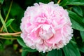 One large delicate pink magenta peony flower in shadow with blurred green leaves background in a garden in a sunny spring day in S Royalty Free Stock Photo