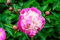 One large delicate pink peony flower in shadow with blurred green leaves background in a garden in a sunny spring day Royalty Free Stock Photo