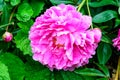 One large delicate pink peony flower in shadow with blurred green leaves background in a garden in a sunny spring day in Scotland, Royalty Free Stock Photo