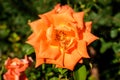 One large and delicate vivid orange rose in full bloom in a summer garden, in direct sunlight, with blurred green leaves in the