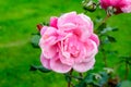 One large and delicate vivid pink rose in full bloom in a summer garden, in direct sunlight, with blurred green leaves in the Royalty Free Stock Photo