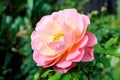 One large and delicate vivid pink rose in full bloom in a summer garden, in direct sunlight, with blurred green leaves in the Royalty Free Stock Photo