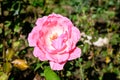 One large and delicate vivid pink rose in full bloom in a summer garden, in direct sunlight, with blurred green leaves in the Royalty Free Stock Photo