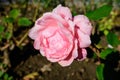 One large and delicate vivid pink rose in full bloom in a summer garden, in direct sunlight, with blurred green leaves in the Royalty Free Stock Photo