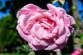 One large and delicate vivid pink rose in full bloom in a summer garden, in direct sunlight, with blurred green leaves in the Royalty Free Stock Photo