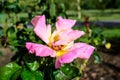 One large and delicate vivid pink rose in full bloom in a summer garden, in direct sunlight, with blurred green leaves in the Royalty Free Stock Photo