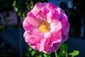 One large and delicate vivid pink rose in full bloom in a summer garden, in direct sunlight, with blurred green leaves in the Royalty Free Stock Photo