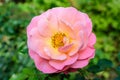 One large and delicate vivid pink rose in full bloom in a summer garden, in direct sunlight, with blurred green leaves in the Royalty Free Stock Photo