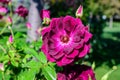 One large and delicate vivid purple rose in full bloom in a summer garden, in direct sunlight, with blurred green leaves in the Royalty Free Stock Photo