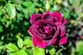 One large and delicate vivid purple rose in full bloom in a summer garden, in direct sunlight, with blurred green leaves in the Royalty Free Stock Photo