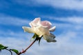 One large and delicate white rose in full bloom in a summer garden, in direct sunlight, with blurred green leaves in the Royalty Free Stock Photo