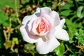 One large and delicate white rose in full bloom in a summer garden, in direct sunlight, with blurred green leaves in the Royalty Free Stock Photo