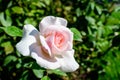 One large and delicate white rose in full bloom in a summer garden, in direct sunlight, with blurred green leaves in the Royalty Free Stock Photo
