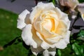 One large and delicate white rose in full bloom in a summer garden, in direct sunlight, with blurred green leaves in the Royalty Free Stock Photo