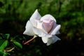 One large and delicate white rose in full bloom in a summer garden, in direct sunlight, with blurred green leaves in the Royalty Free Stock Photo