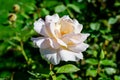 One large and delicate white rose in full bloom in a summer garden, in direct sunlight, with blurred green leaves in the Royalty Free Stock Photo