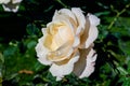 One large and delicate white rose in full bloom in a summer garden, in direct sunlight, with blurred green leaves in the Royalty Free Stock Photo