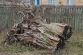 One large dry gray brown old stump with roots Royalty Free Stock Photo