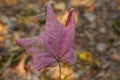 One large dry leaf of red maple Royalty Free Stock Photo