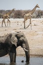 One large elephant taking a bath in one of the waterholes and two giraffes in the background. Etosha national park, Namibia Royalty Free Stock Photo