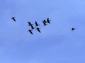 Large flock of flying Greylag goose Anser anser, in the Hortobagy National Park, Hungary