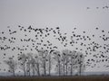 Large flock of flying Greylag goose Anser anser, in the HortobÃÂ¡gy National Park, Hungary