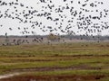 Large flock of flying Greylag goose Anser anser, in the HortobÃÂ¡gy National Park, Hungary