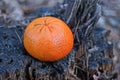 one large fresh tangerine fruit lies on a gray stump Royalty Free Stock Photo