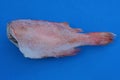 One large frozen sea fish red perch