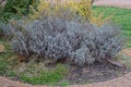 one large gray blue dry bush of lavender plants in the ground and green grass Royalty Free Stock Photo