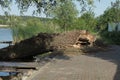 One large gray broken log of a tree lies on the sidewalk Royalty Free Stock Photo