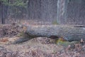 one large gray fallen oak tree lies on the ground Royalty Free Stock Photo