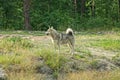 One large gray husky dog stands on the sand