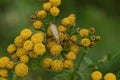 One large gray mosquito sits on small yellow flowers