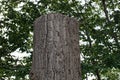One large gray poplar tree