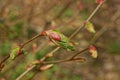 One large green bud on a brown branch